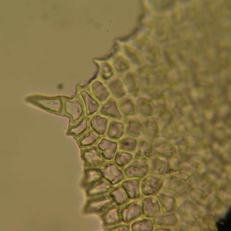 Diplophyllum apiculatum